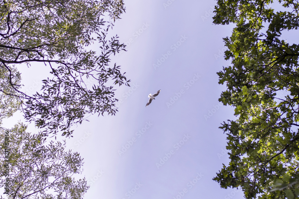 Seagull flying in the sky among the trees. Seagull flying in the sky among the trees.