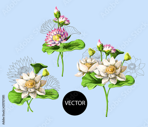 Bouquet of waterlily hand draw in water. Vector illustration.