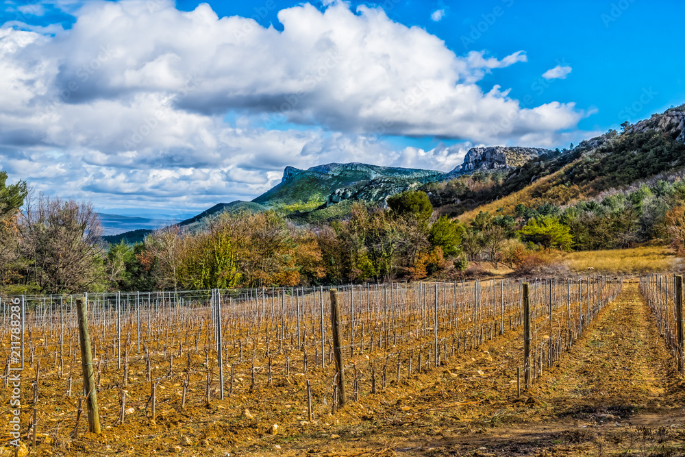Provence, France, March 2018, rows of vines at a early stage of growth at the bottom of the Regagnas mountain