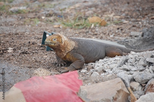 Human influence Galapagos © Stockgalp