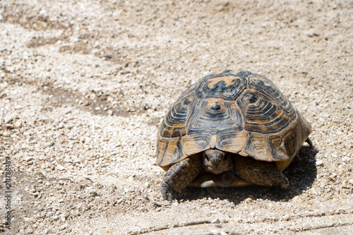 Slow turtle