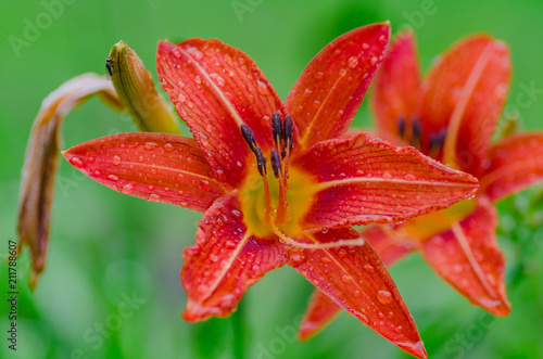 orange Lily flower in summer grows in the garden, pleases with its flowering and beauty of florists
