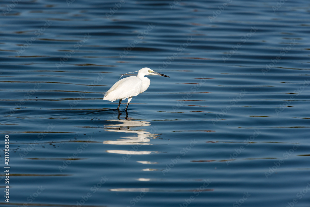 Egret walking in the water Egret walking in the water