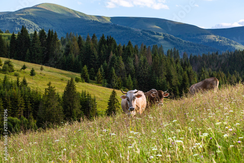 A cow is eating grass in the mountains.