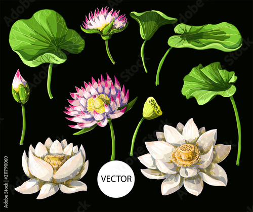Set of waterlily hand draw isolated. Vector illustration.