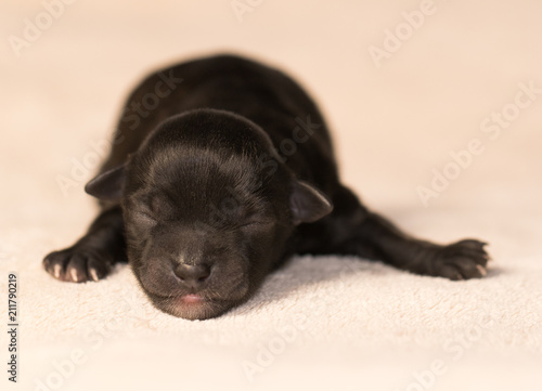 newborn havanese puppy