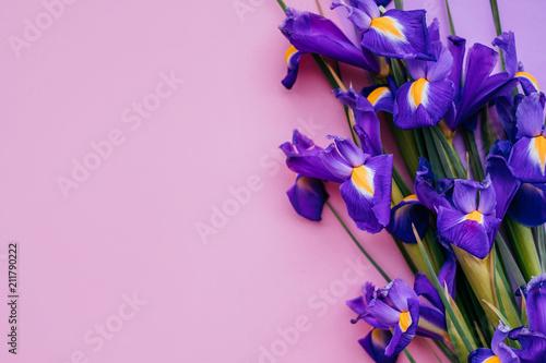 Beautiful violet iris flower bouquet on the pink and purple background.