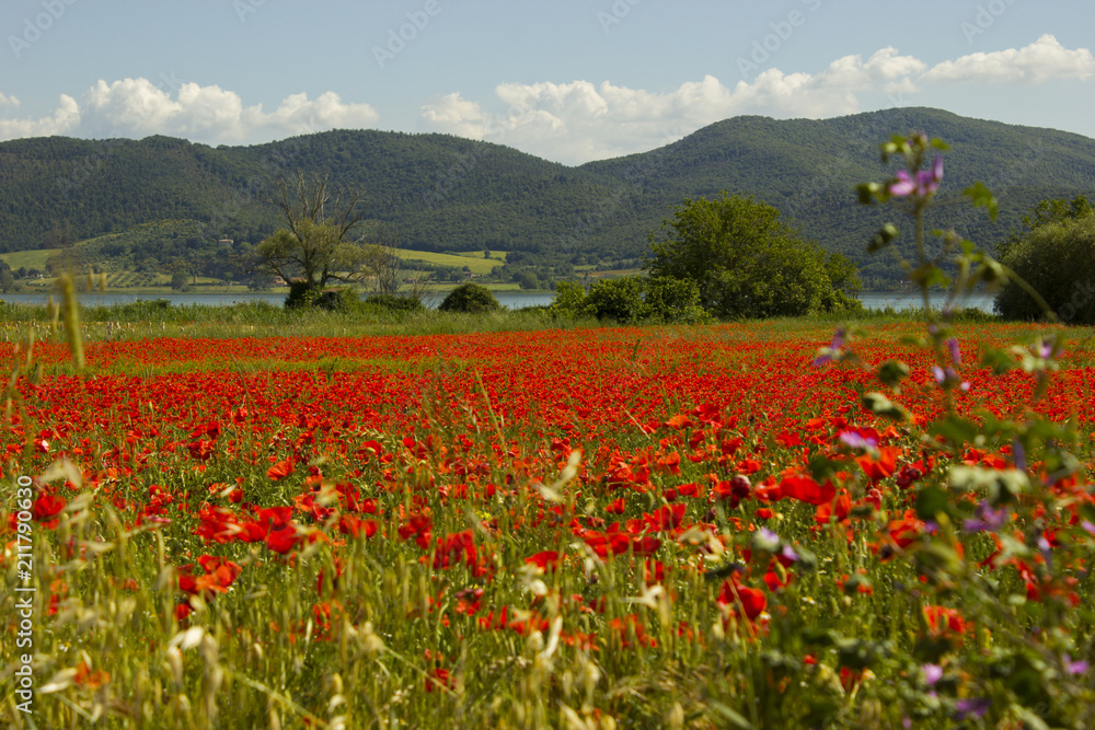 field of red flowers that brightens the eye