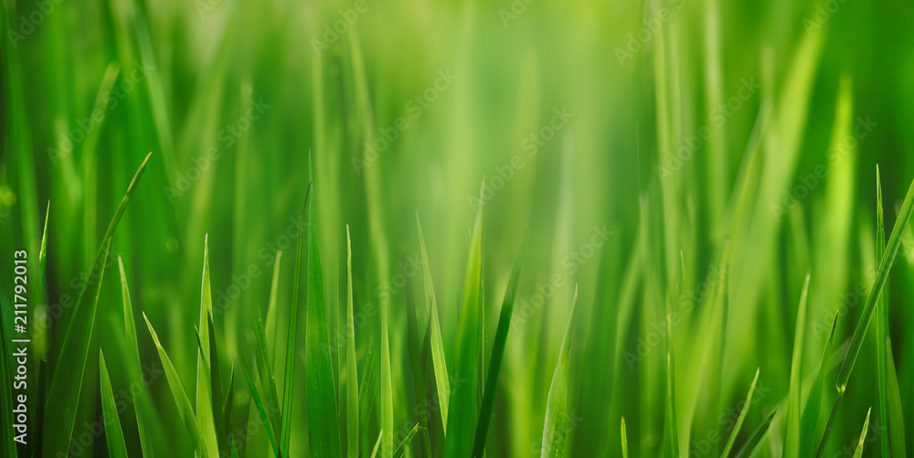 Fresh grass field close up with bokeh backround