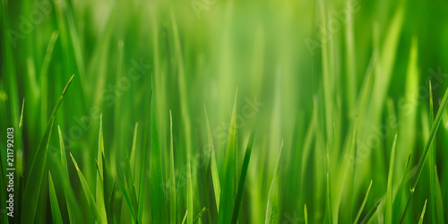Świeży trawy pola zakończenie up z bokeh tłem