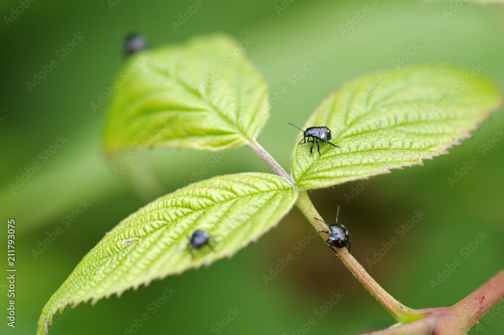 Fototapeta premium Insectes sur un framboisier