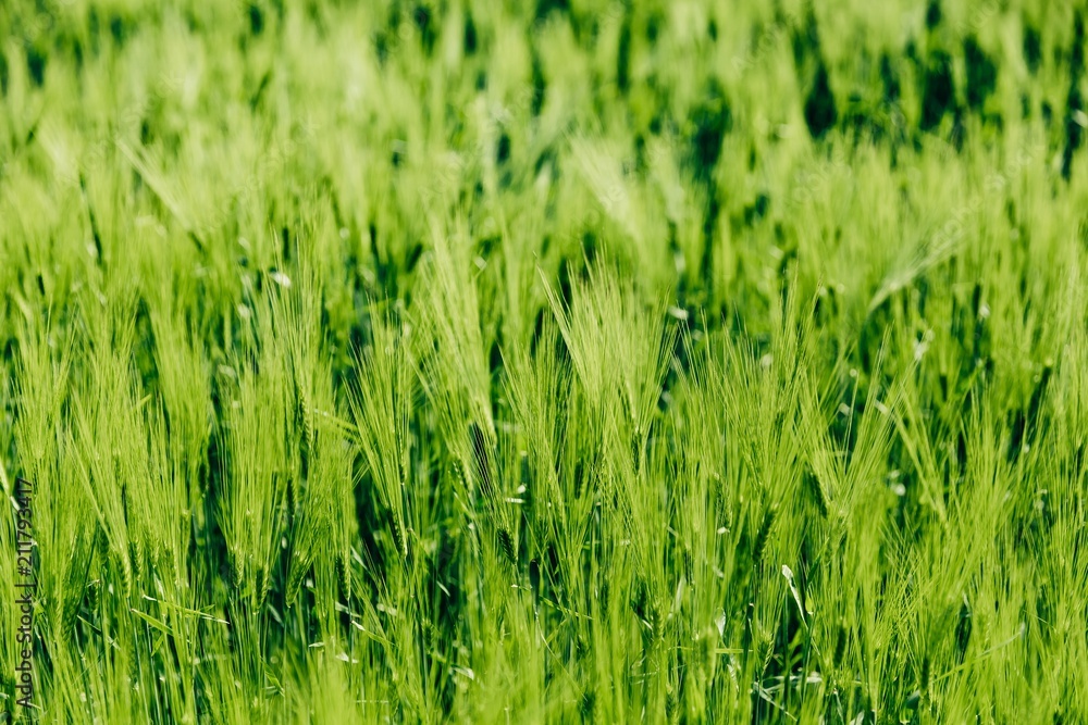 Beautiful green Barley growing in field, rural scenery. Finland