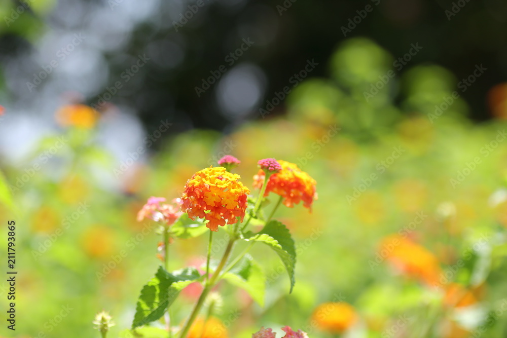 Obraz premium ランタナ