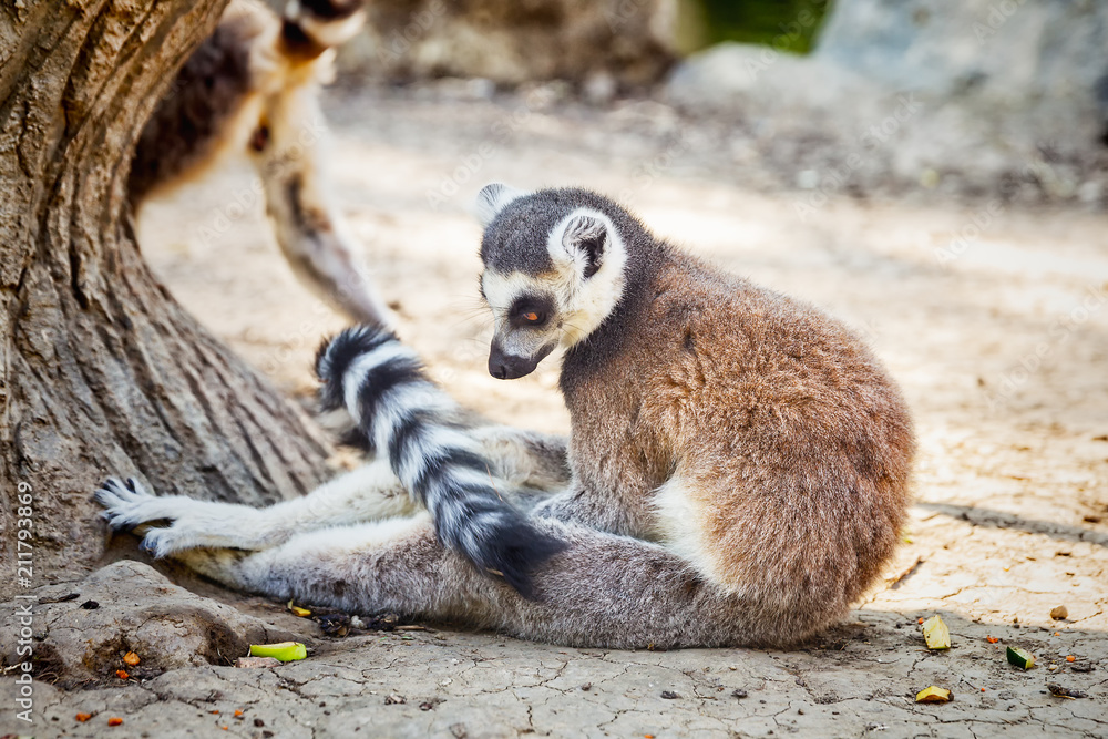 Fototapeta premium Ring-tailed Lemur 'Lemur Catta' in safari-park