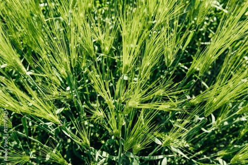 Beautiful green Barley growing in field, rural scenery. Finland