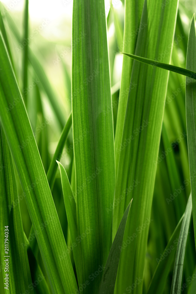 Fresh vibrant green grass, close-up. Natural background Fresh vibrant green grass, close-up. Natural background