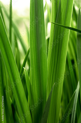 Fresh vibrant green grass  close-up. Natural background