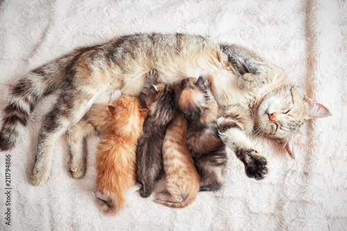 Fotografia Mother cat nursing baby kittens