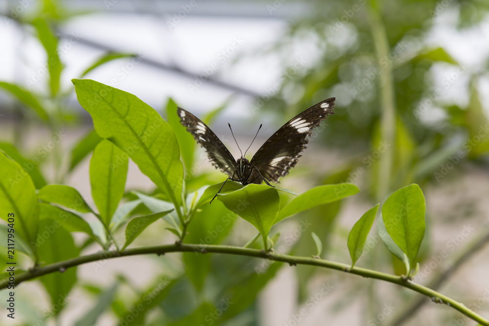 Butterfly Resting on Plant Branch Butterfly Resting on Plant Branch