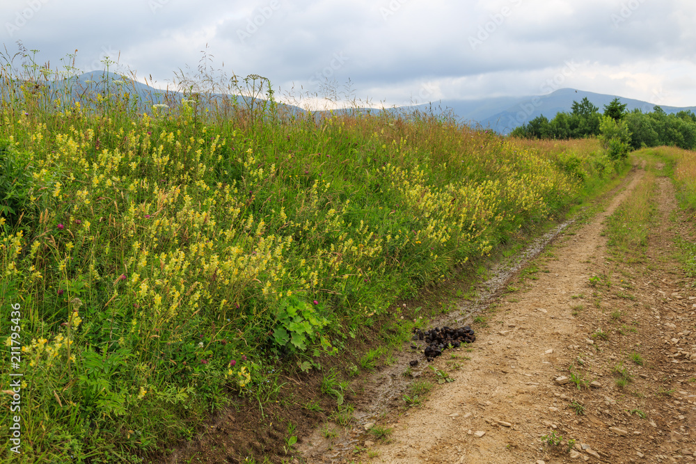 Obraz premium Manure of a horse on the road.