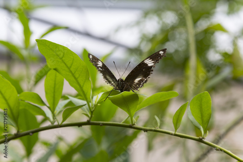 Butterfly Resting on Plant Branch © Nektarstock