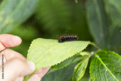 Caterpillar on a Green Plant Leaf 4 © Nektarstock