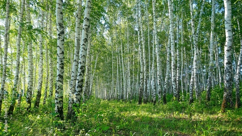 Birches  landscape  nature.
