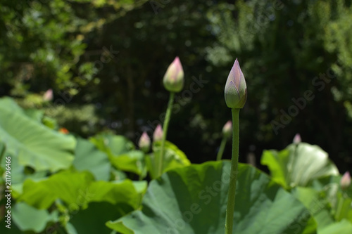 Bud of the lotus