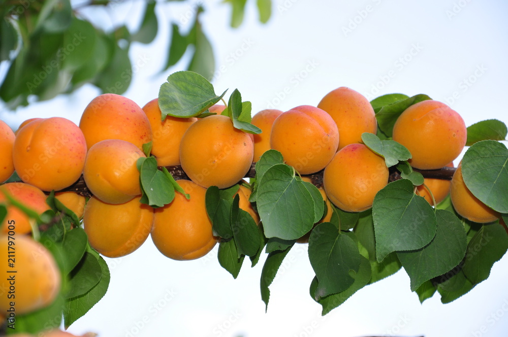 Ripe apricots growing on the apricot tree.