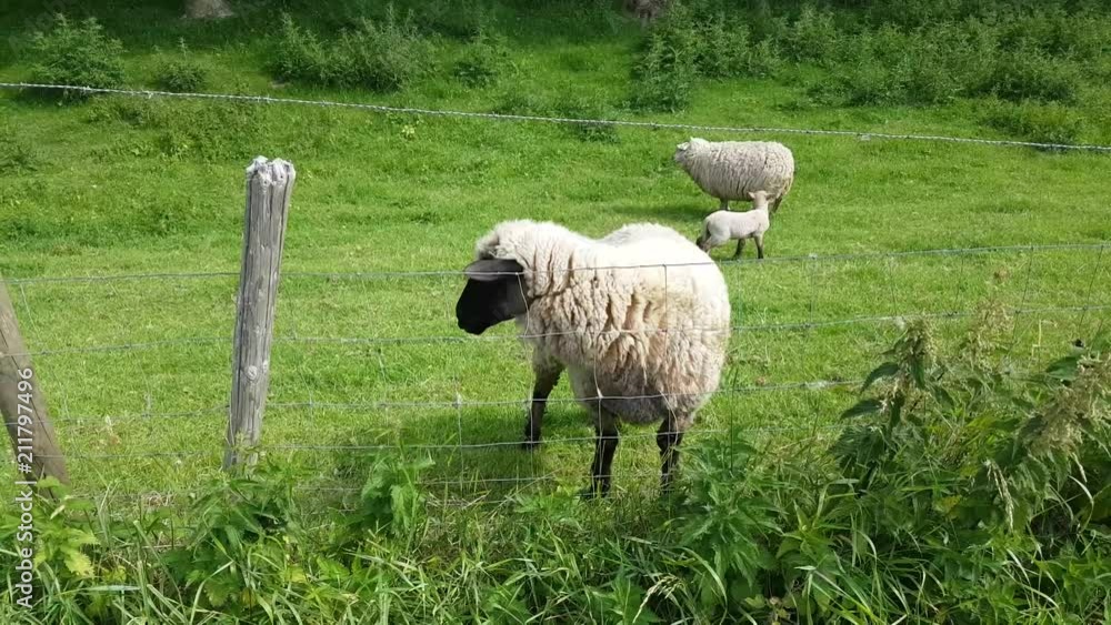 Short clip of sheeps and a bird in the outdoors on grass Short clip of sheeps and a bird in the outdoors on grass