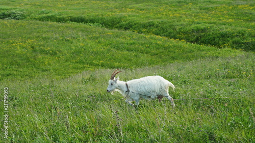 Goat, grass © Stepan