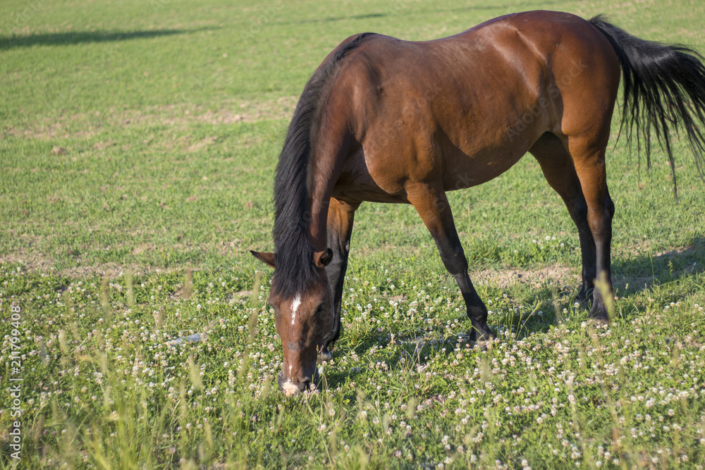 a horse in the meadow is eating grass on a sunny day a horse in the meadow is eating grass on a sunny day