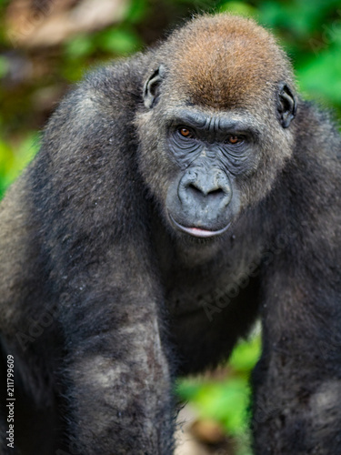 Gorilla in Gabon Endangered eastern gorilla in the beauty of african jungle (Gorilla gorilla)