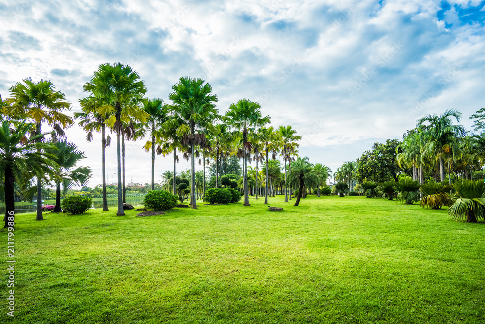 Green grass field with palm tree in Public Park Green grass field with palm tree in Public Park