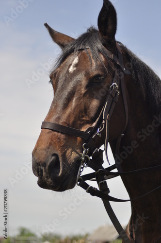koń, horse © Kinga