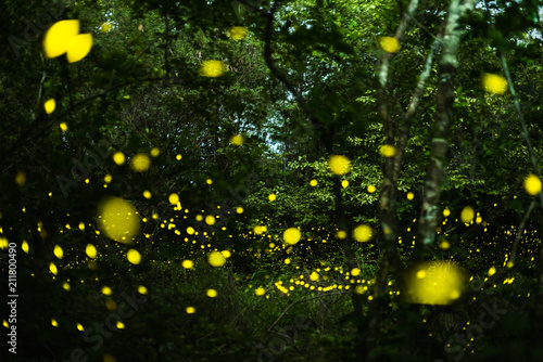 Firefly flying at night in the forest