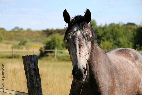 beautiful pura raza espaniol horse portrait on the paddock photo