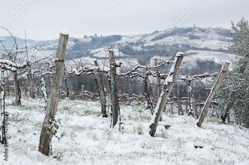 snow in vineyars in Slovenia in Goriška Brda photo