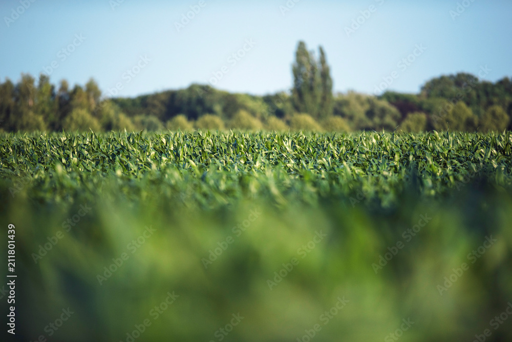 Cornfield with trees and blue sky in summer. Cornfield with trees and blue sky in summer.