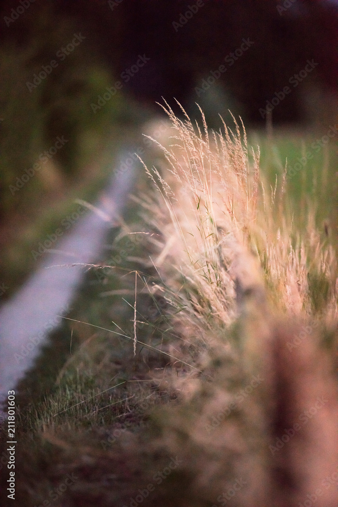 Tall yellow grass along path in countryside at dusk. Tall yellow grass along path in countryside at dusk.