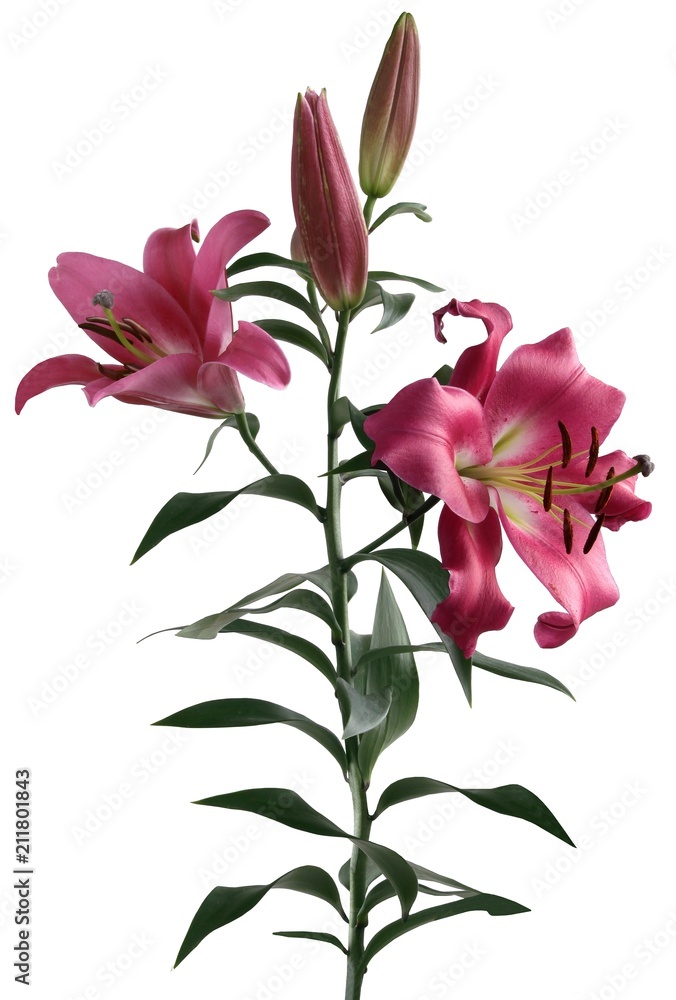 Fototapeta premium red lily flower close up