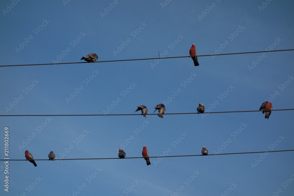 Flock of Eleven pink Australian Galahs on Wire, Northern Territory, Australia Flock of Eleven pink Australian Galahs on Wire, Northern Territory, Australia