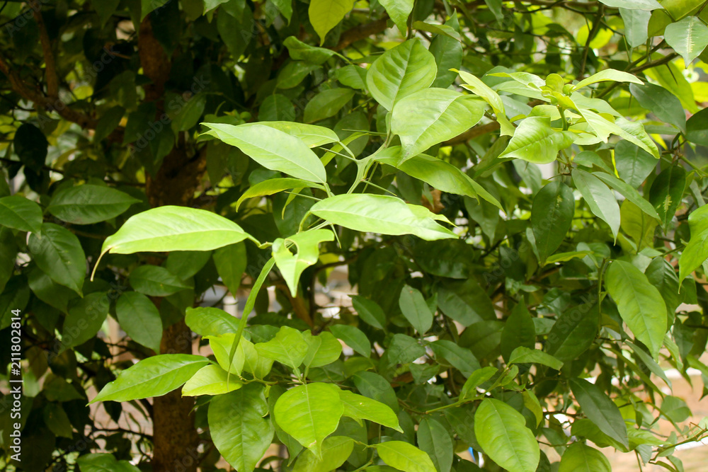 tree tree