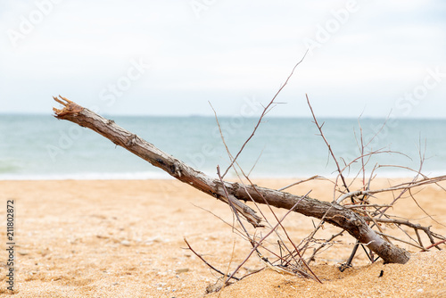 stick lying on a sandy beach