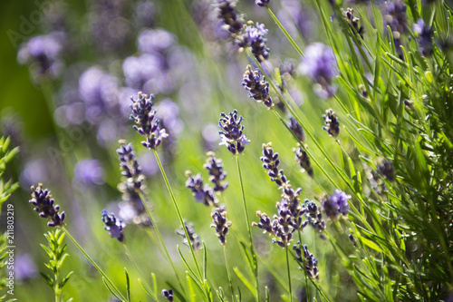 Fototapeta Naklejka Na Ścianę i Meble -  Lavendel auf einer Blumenwiese