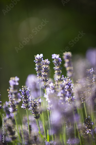Fototapeta Naklejka Na Ścianę i Meble -  Lavendel auf einer Blumenwiese