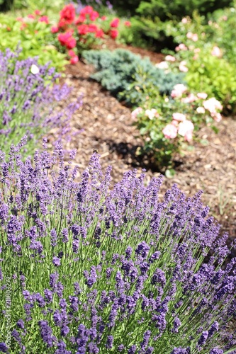 Fototapeta Naklejka Na Ścianę i Meble -  Garden