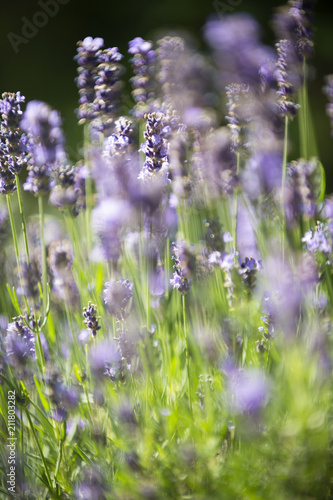 Fototapeta Naklejka Na Ścianę i Meble -  Lavendel auf einer Blumenwiese
