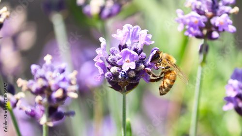 Bee in Lavender  © jhhuebner