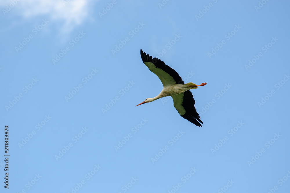 fliegen fliegen